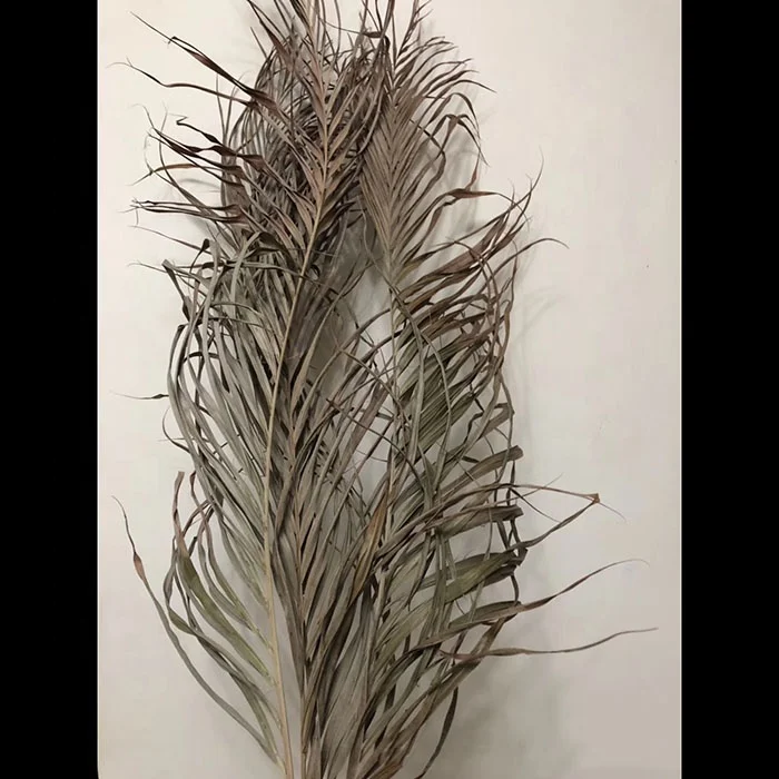 factory Direct price dried  flower preserved decorative palm leaf natural real dried palm leaves for home decor