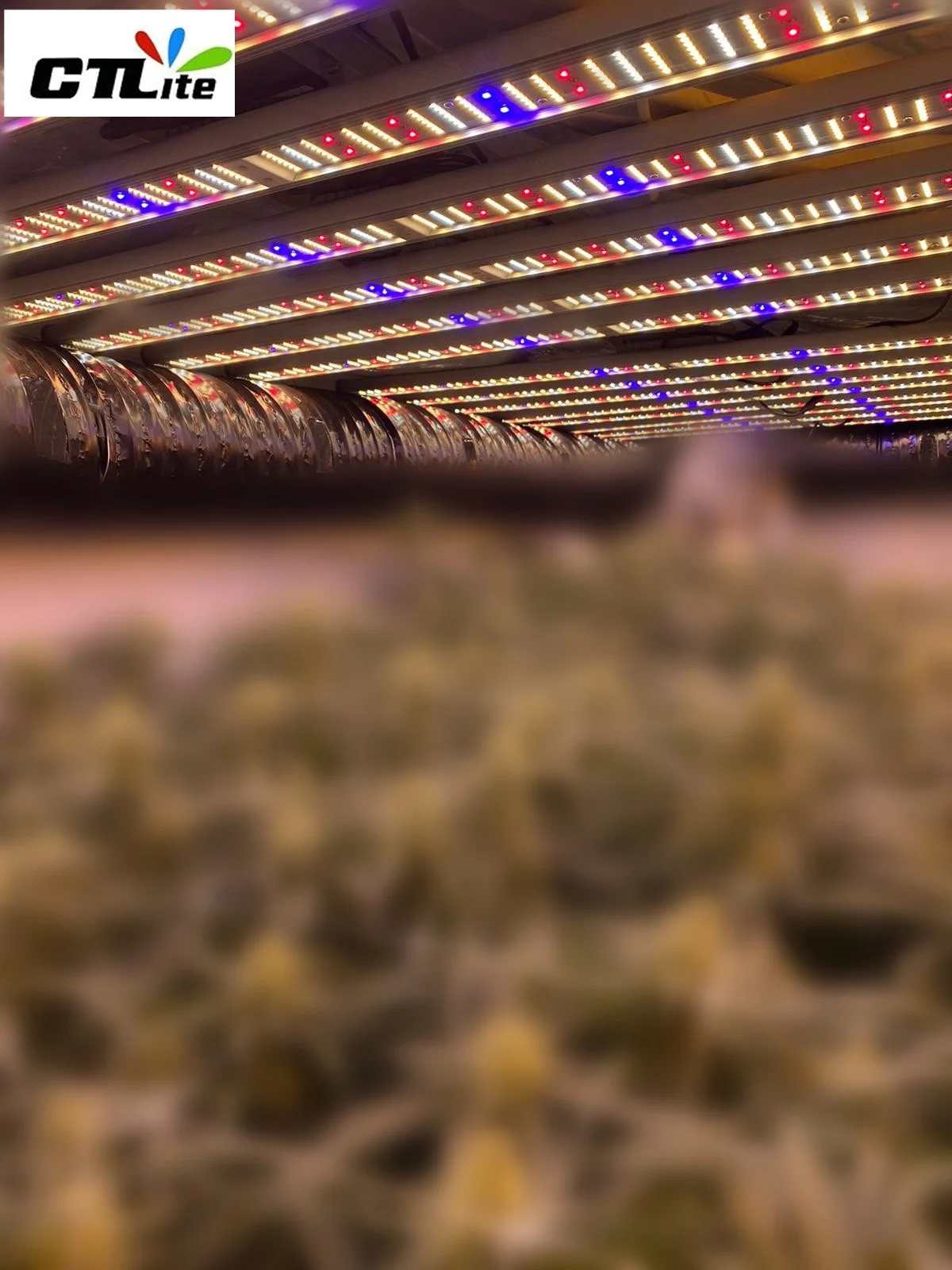 CTLite Replace Gavita Pro 1700e lm301b uv ir 700w 1000w Detachable LED Grow Lights Full Spectrum 5 Years Warranty