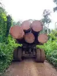 Azobe Round Log Hardwood from Cameroon With Low Price Cheap Round Log Cameroon Wood