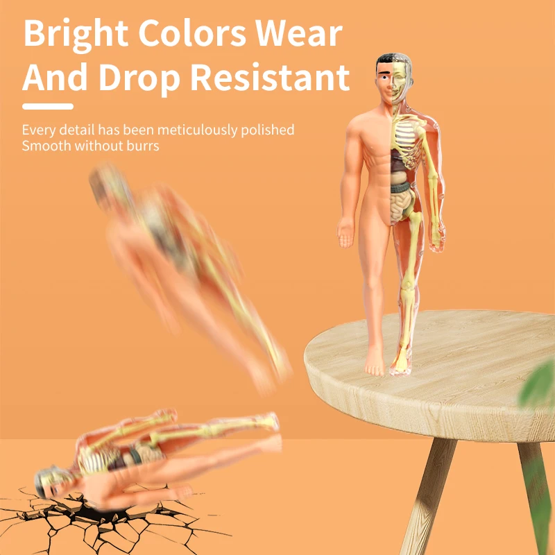 STEM Toy DIY Transparent Human body model for children 28 Pieces human anatomy human body model