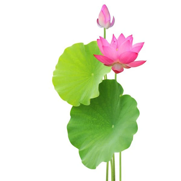 Fresh Lotus Flower from Vietnam - Competitive price