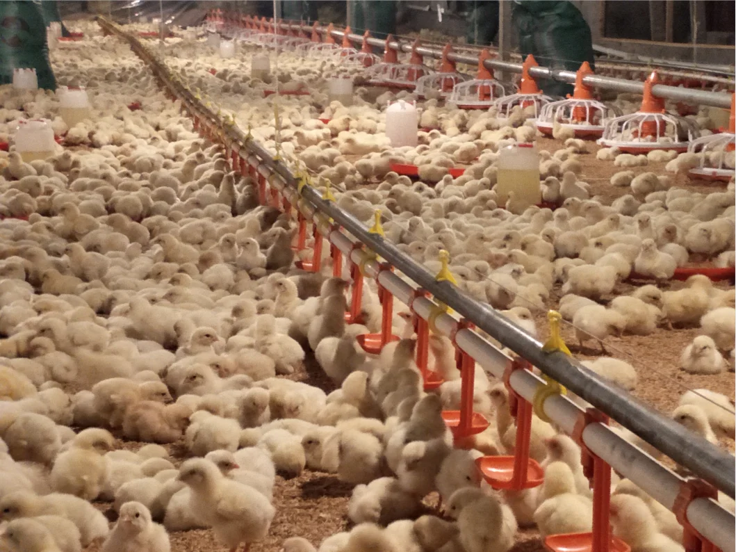 pan feeding system  for broiler layer chicken drinkers automatic pan feeding system