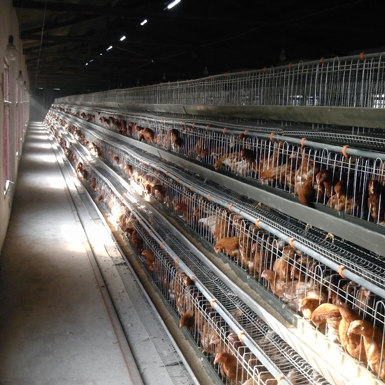 poultry cage layer cage battery for laying hens