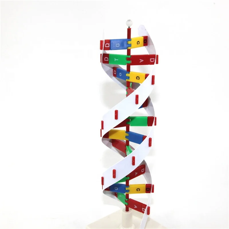 Advanced Plastic DNA model DNA structure model