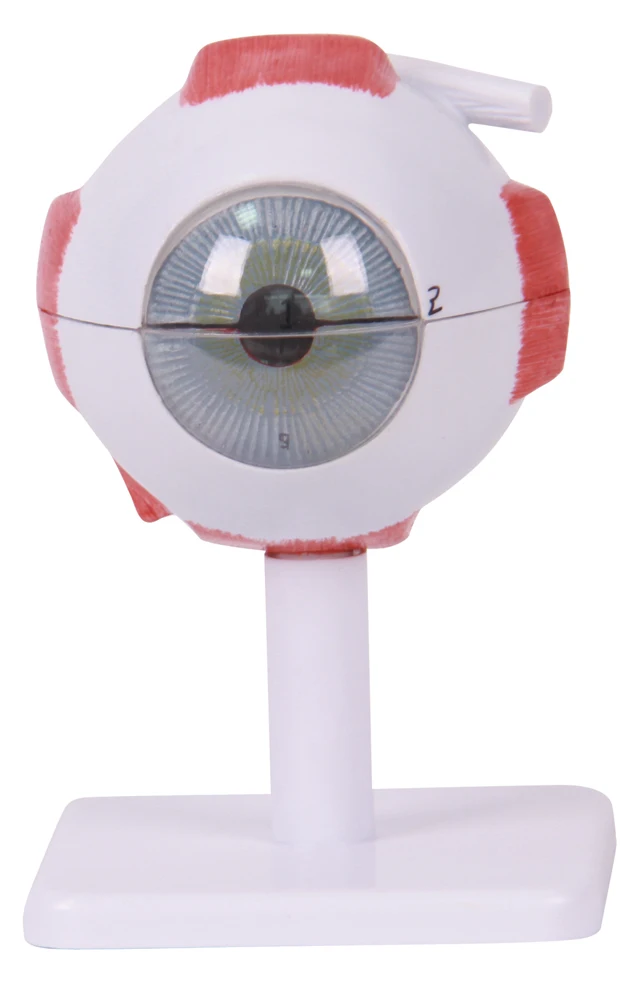 human eyeball anatomical anatomy model