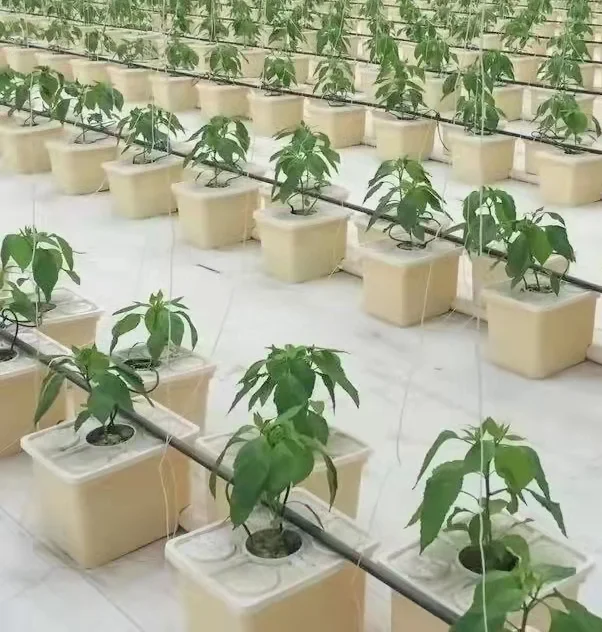 High Quality Hydroponic Growing System Greenhouse Dutch Bucket Dutch Barrels