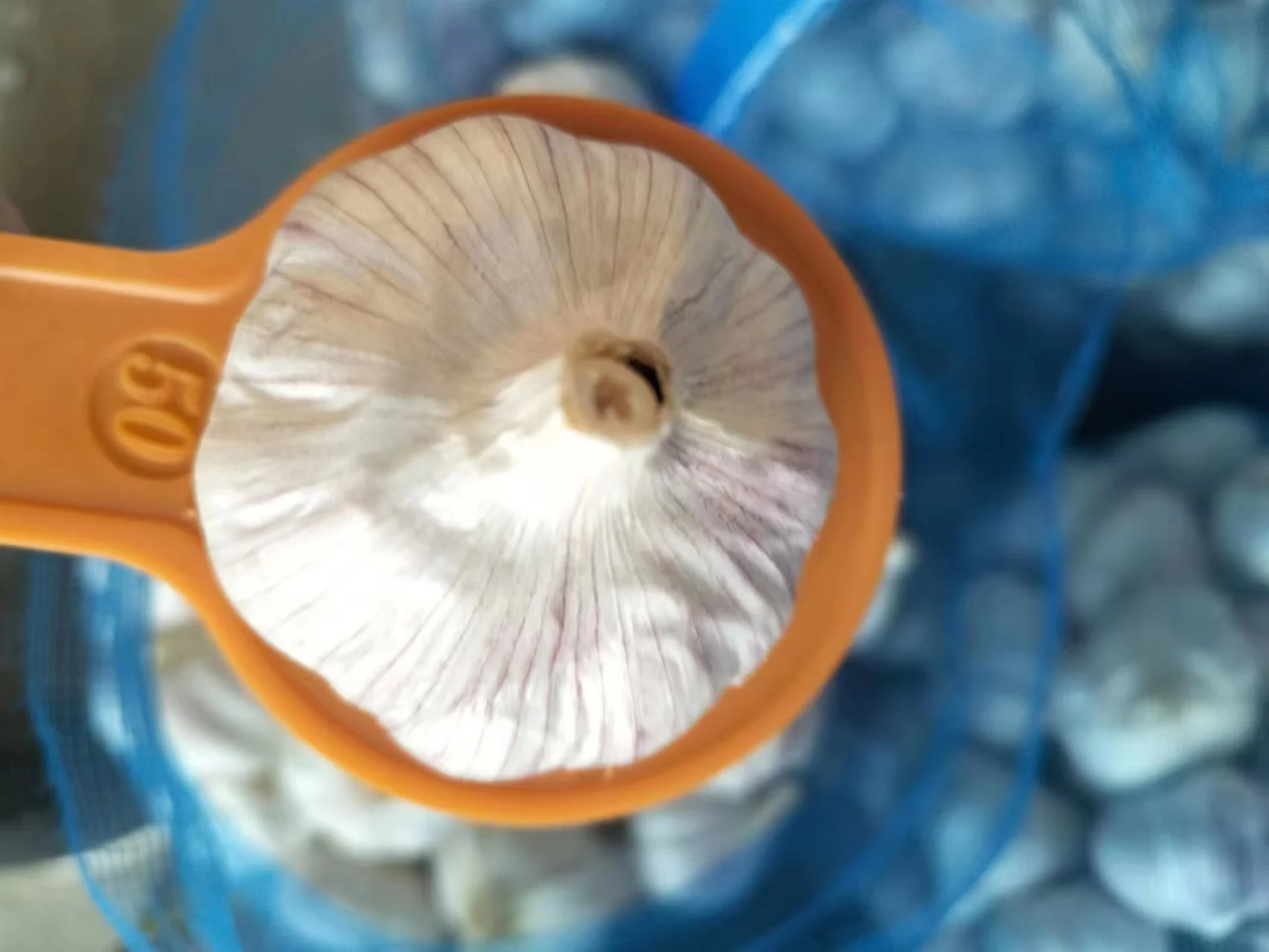 Fresh red garlic crop and bulb 4p garlic exporter