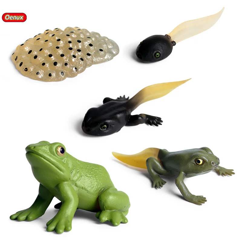  Oenux оптовая продажа ПВХ игрушки животных моделирование дикого бульдога Tadpole люк лягушка рост цикл фигурки