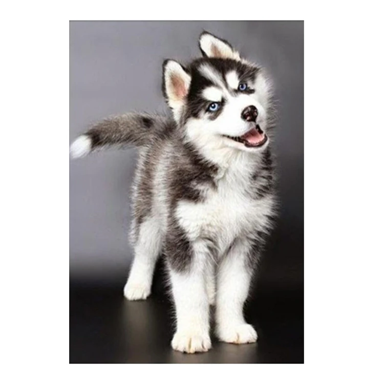 
Diamond Painting Animal Full Square Or Round Paintings Art On Canvas Husky Dog 30 * 40CM Wall Paintings For Living Room 