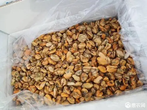
High quality frozen cooked China mussel meat 