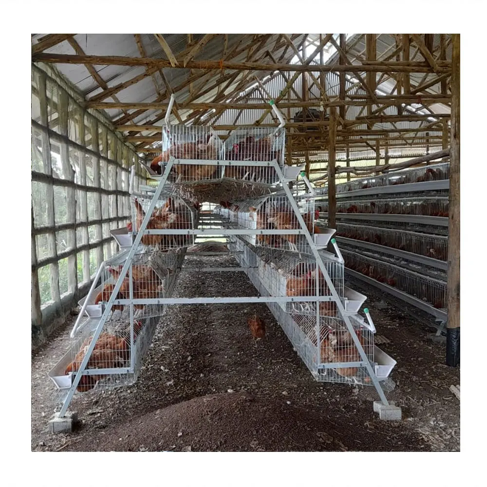 Silver star chicken egg layer cages with full accessory for poultry shed