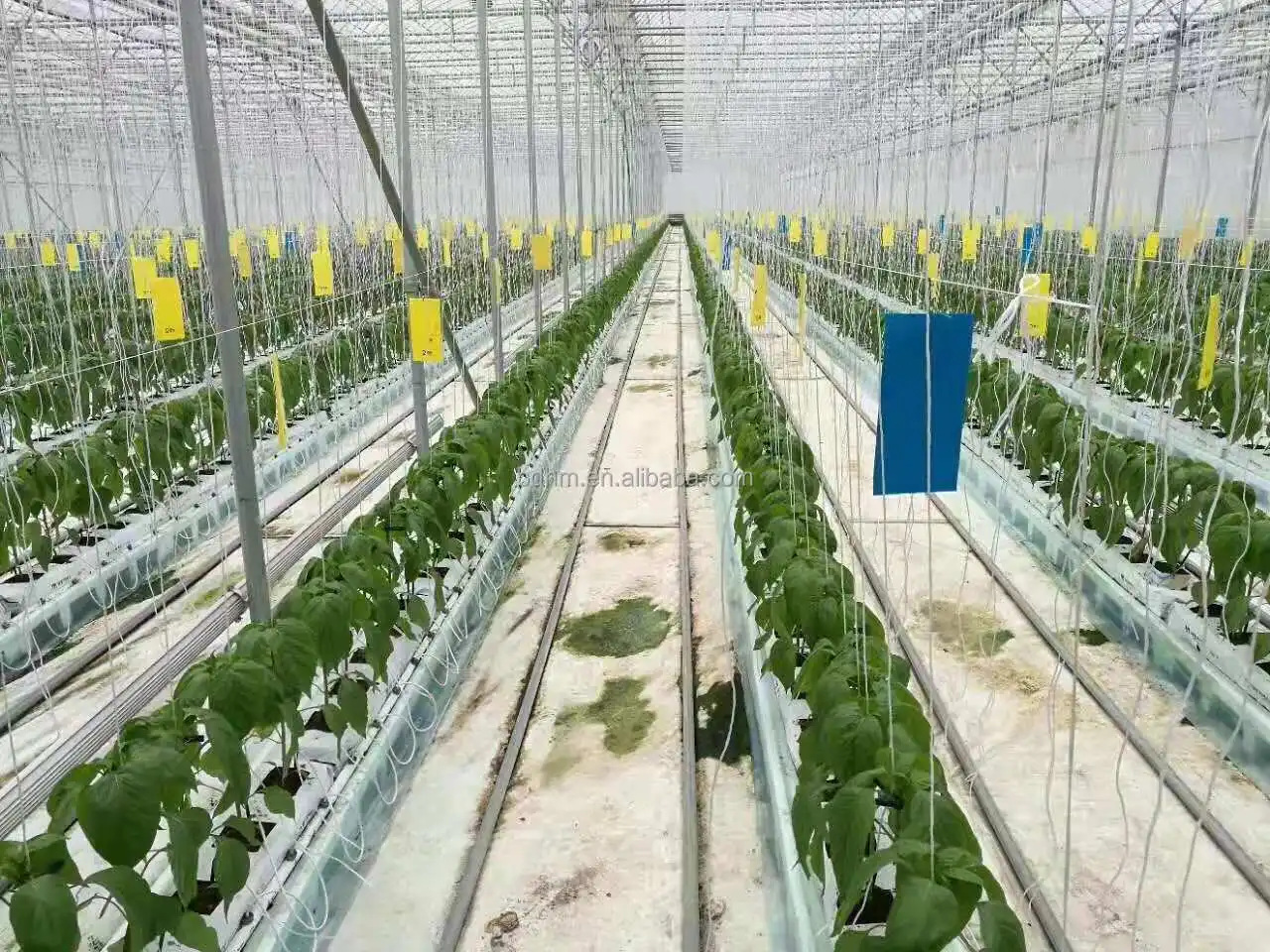 Aquaponic Farm вертикальные системы гидропоники теплица для теплиц с гидропонной системой