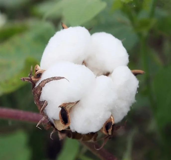 Адъювантный пестицид, биостицид, этефон, купить