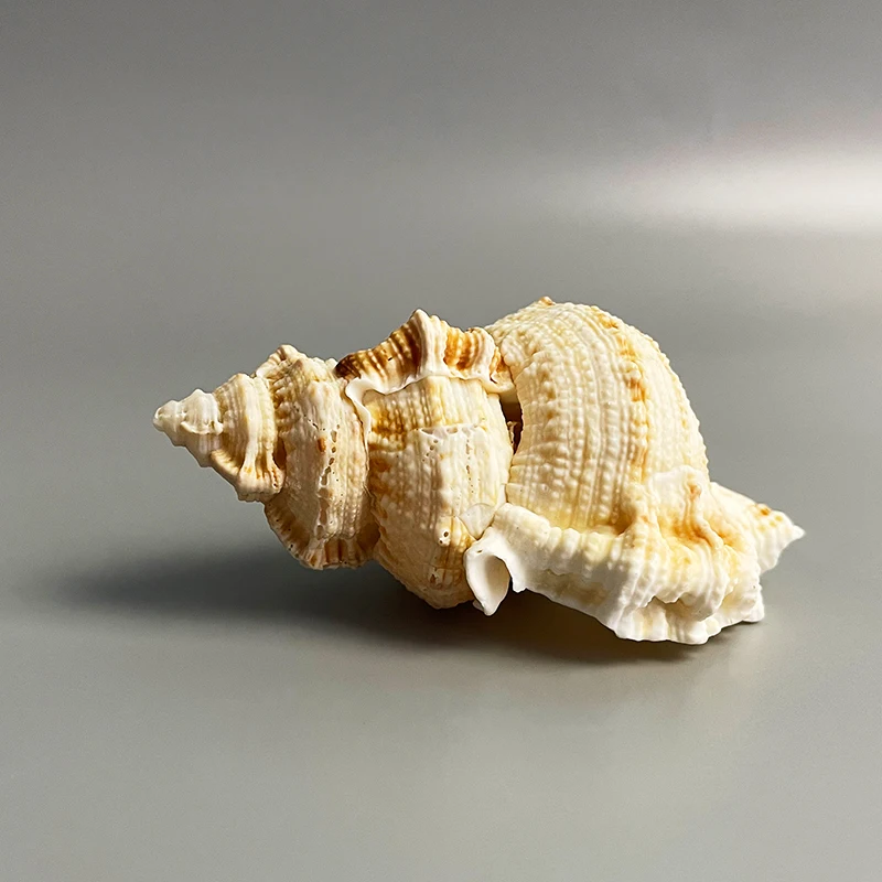 Wholesale Natural Conch Shell Flat Tooth Conch Shell With Specimen Collection Fish Tank Decoration