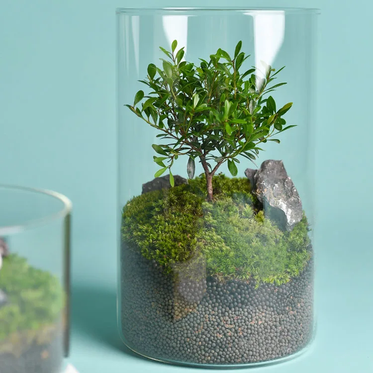 Wholesale New Arrival Home Office Garden Wedding Decoration Cylindrical Shape Glass Plant Vase Glass Terrarium Jar