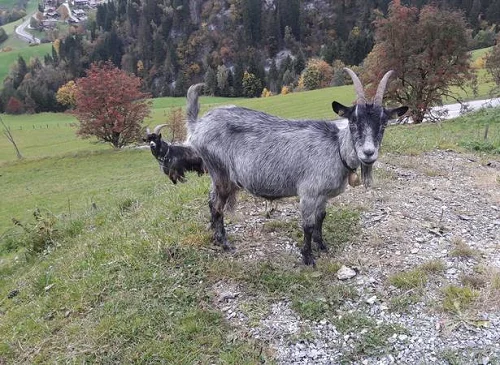 Blobe Ziegen Goats,cow,camel,sheep,goat,ox,bull