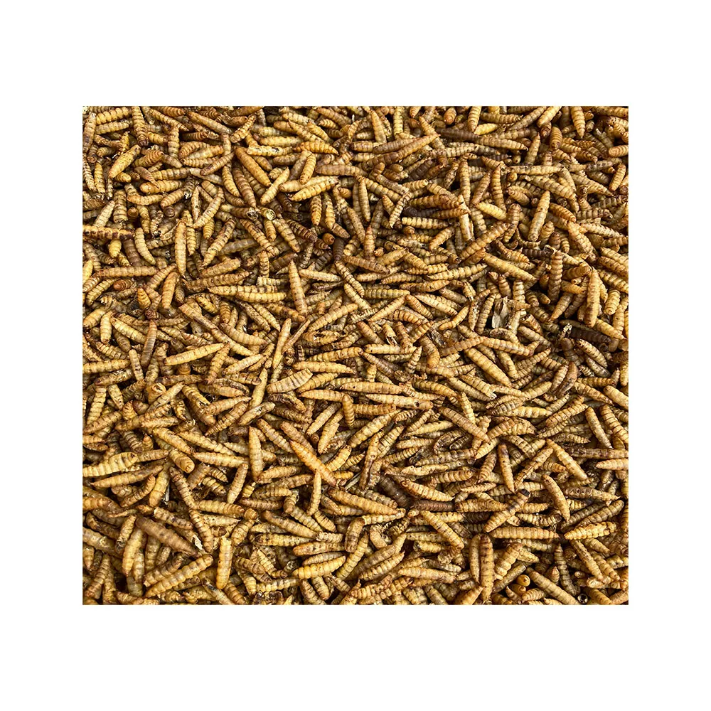 
bird turtle hamster food black soldier fly mealworm 