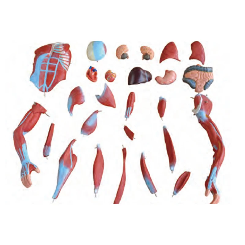 Medical Science Educational Teaching 80CM Human Male Muscle Model 27 Parts Human Bone anatomy Model