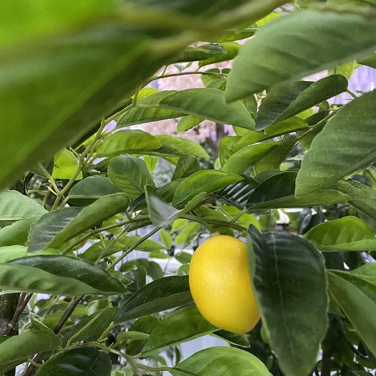 
Top selling highly simulation factory custom stock artificial lemon tree for outdoor decor 