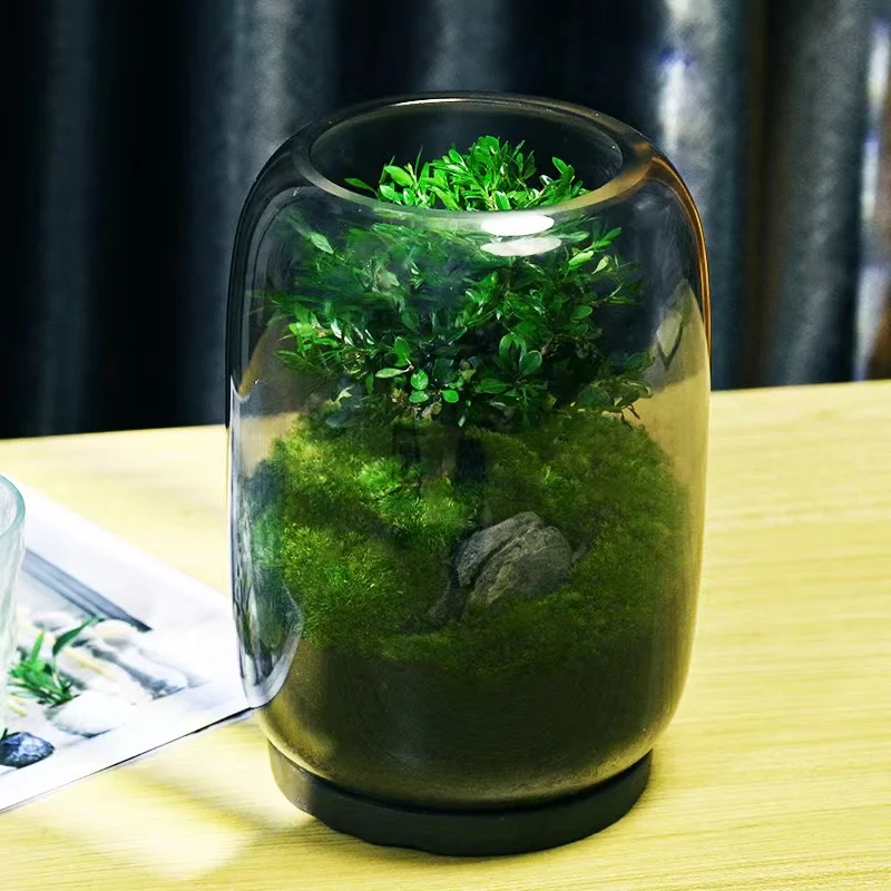 Tree of Life creative desktop Moss micro landscape finished bonsai good-keeping fresh green plant ecological bottle potted vase