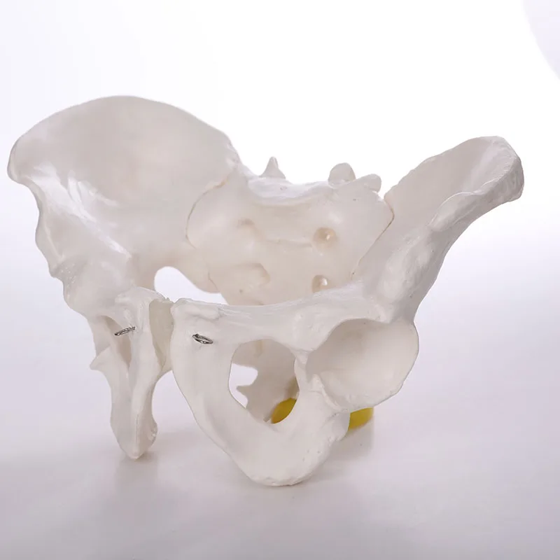 ADA 42cm Nursing School Pvc Human Teaching Anatomical Skull Model Small Skeleton Toy For Science Medical Spine Simulator