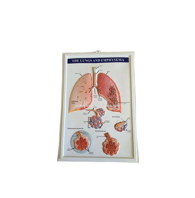 V-GF019 Promotional 3d digestive system anatomy wall chart/poster