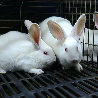 Special digestible and absorbable animal feed additive for meat rabbits