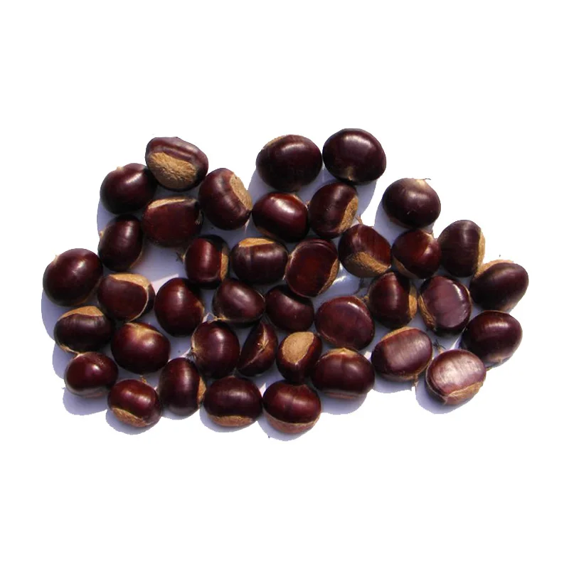 2022 New Crop  Bulk  Fresh Chestnuts Nuts with Double Gunny Bag
