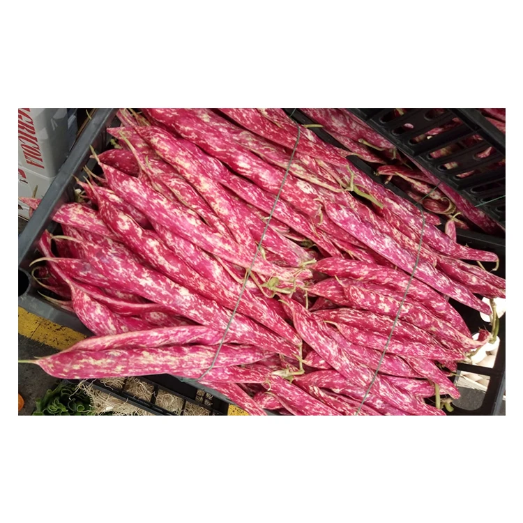 
Italian Wholesale Good Quality Borlotti Beans Fresh Vegetable Fresh Beans Price 
