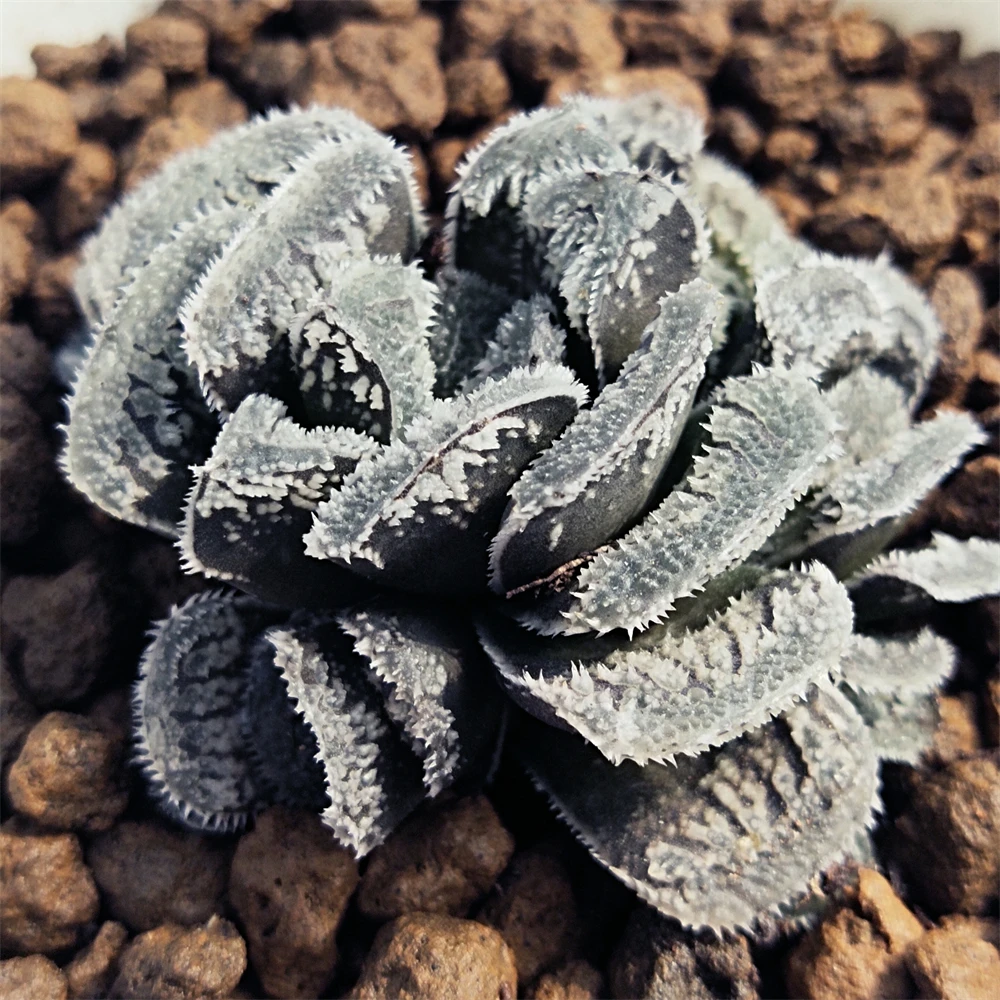 H167 haworthia Hyb Pygmaea «Снежный кролик» редкие суккуленты живое растение 3 дюйма горшок натуральные комнатное