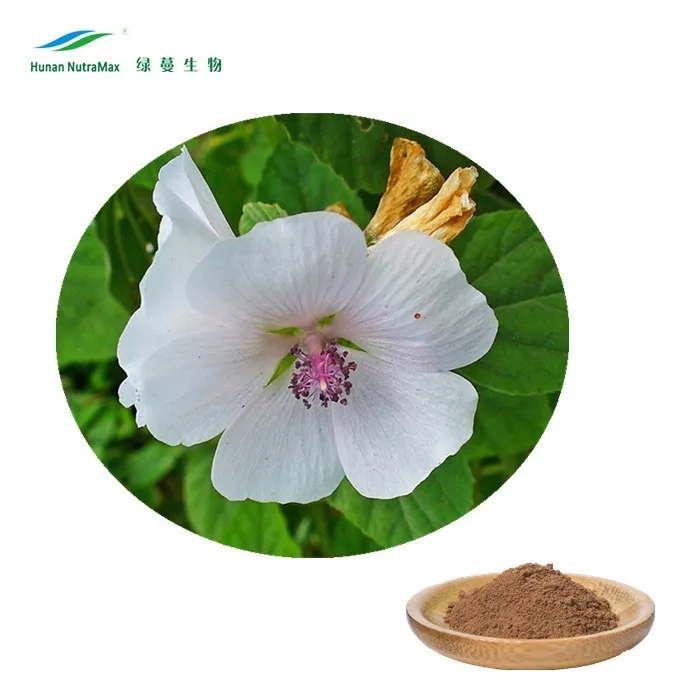 Chinese Traditional Herb Althaea Officinalis Powder 30:1 Marshmallow Root Extract for Lung Support Supplement
