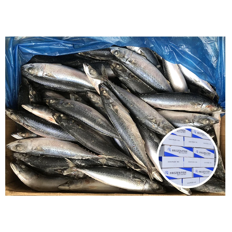 Экспортеры видов Trachurus морепродукты свежие рыбы Iqf северотихоокеанского товар замороженная макрель из