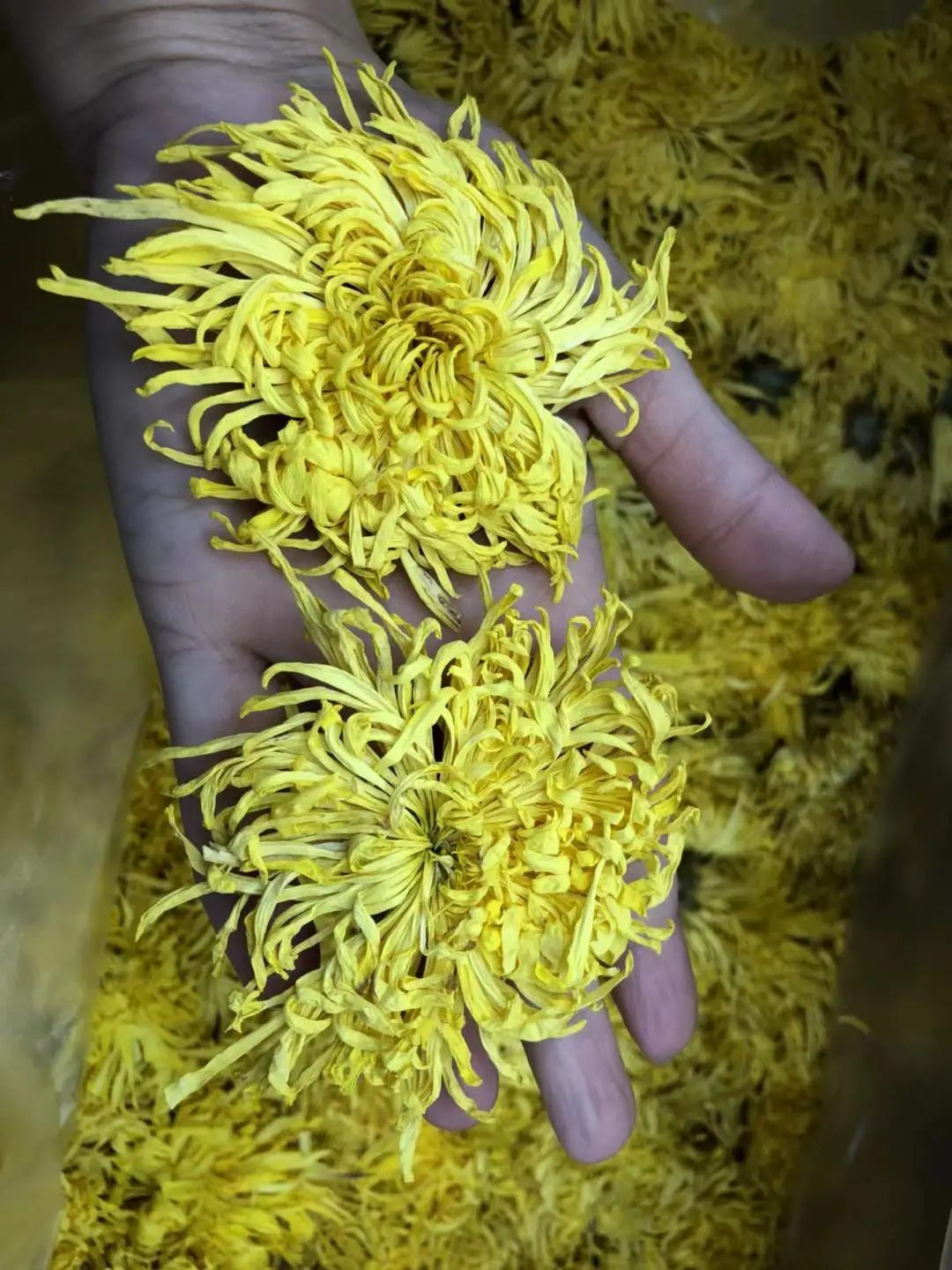 
Organic Healthy Snack High Quality Organic Tea Head chrysanthemum Dried flower tea 