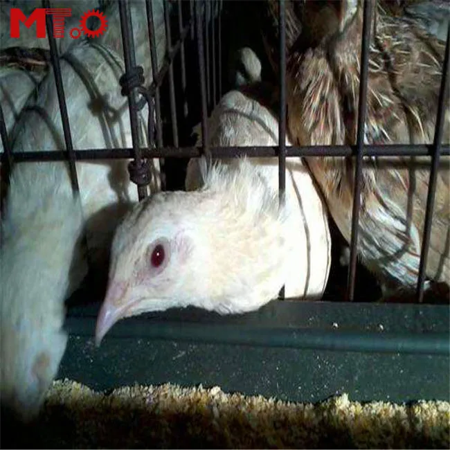 Hot Sell Wire Mesh Quail Cage with Fully Automatic Quail Egg Collection System