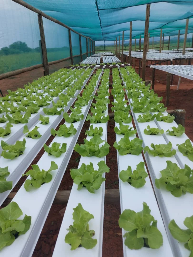 Новый дизайн 100x50 мм пластиковая труба NFT система роста гидропоника канал