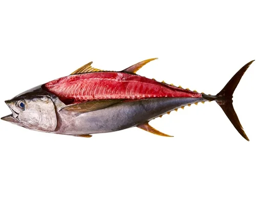 Frozen Whole Yellowfin Tuna