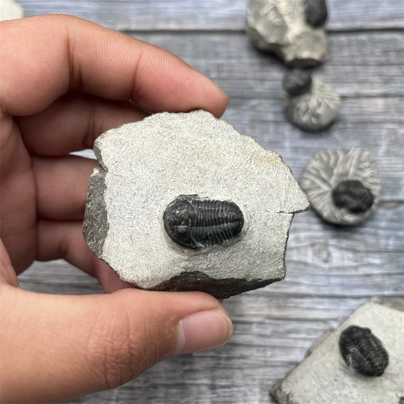 Wholesale natural marine organism fossil  Morocco trilobita fossil for popularization of science