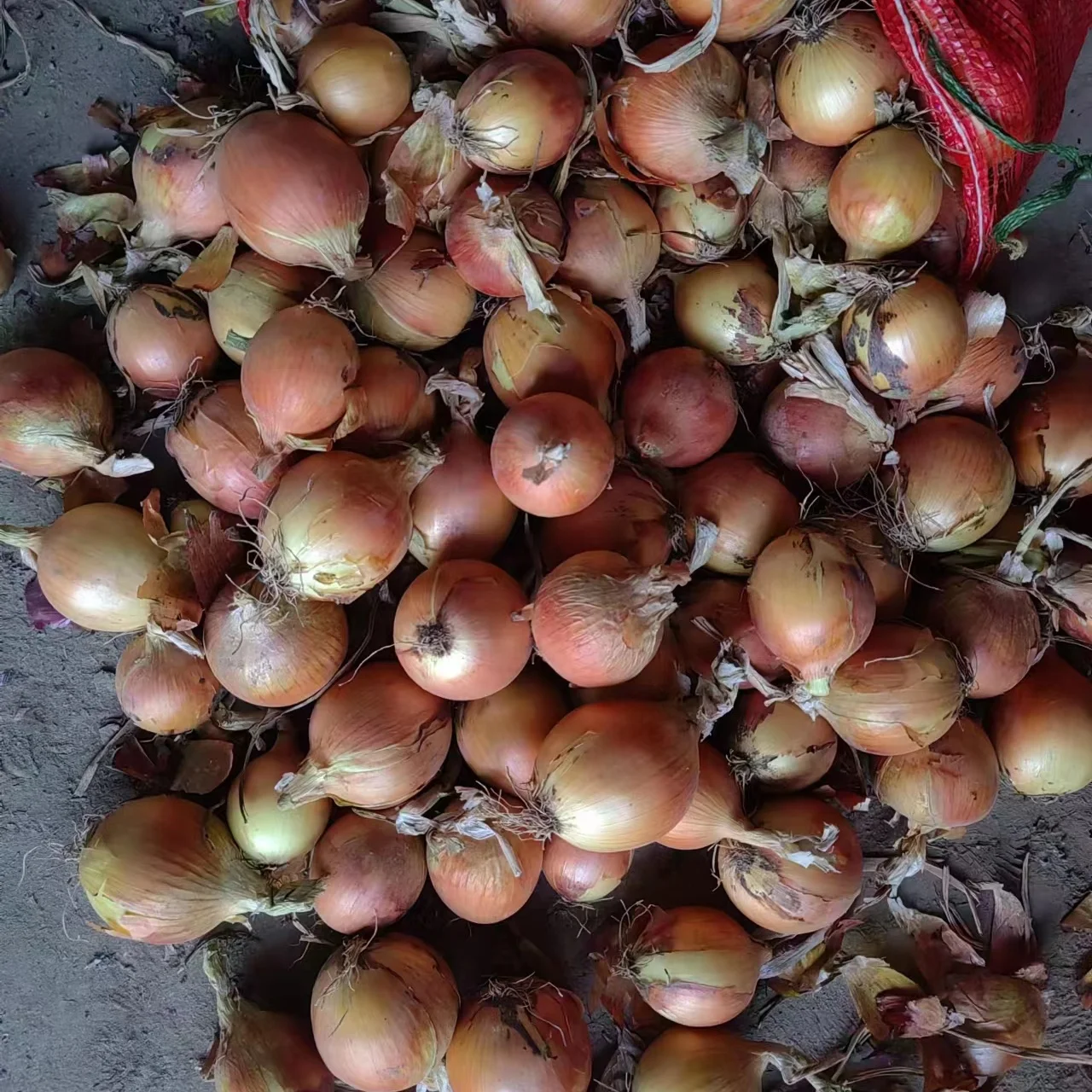 Chinese wholesaler red/purple/yellow onion fresh onion prices