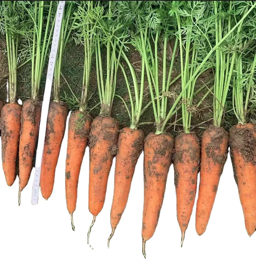 2024 new crop organic carrot 80 150 200 250 300g+ china price good quality per ton fresh carrot for export