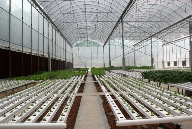 
2inch Rockwool Hydroponic Agriculture Planting System Lifetime Graphic Design Online Technical Support 