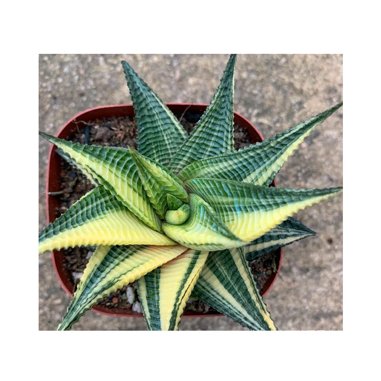  Различные кактусы и суккуленты настоящие haworthia limifolia variegata garden