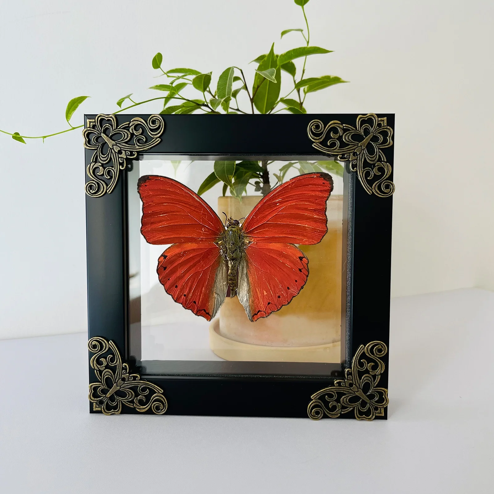 Insect Display Case Butterfly Shadow Box with Top Eva Foam Insect Display Box Butterfly Display Insect Pinning Kit Butterfly Box