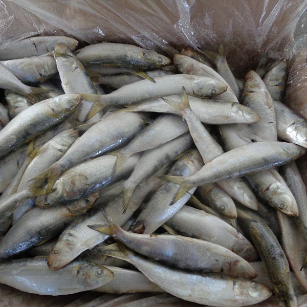 Вся круглая замороженная рыба сардины для приманки
