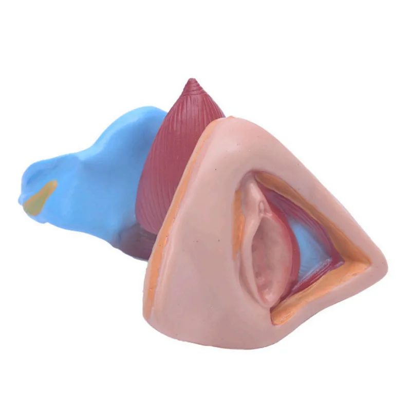 Female Internal and External Genital Organs Medical Teaching Model