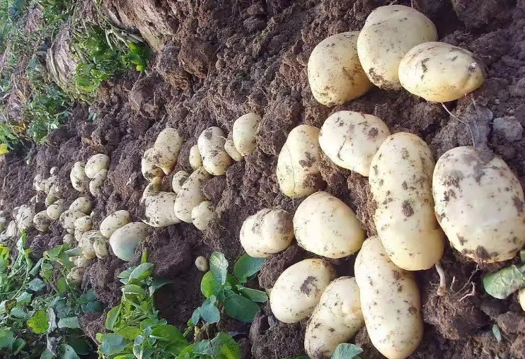 Factory Price Top Quality Potato Wholesale Good food Grade fresh potato Hot Sale New Crop Potato Price