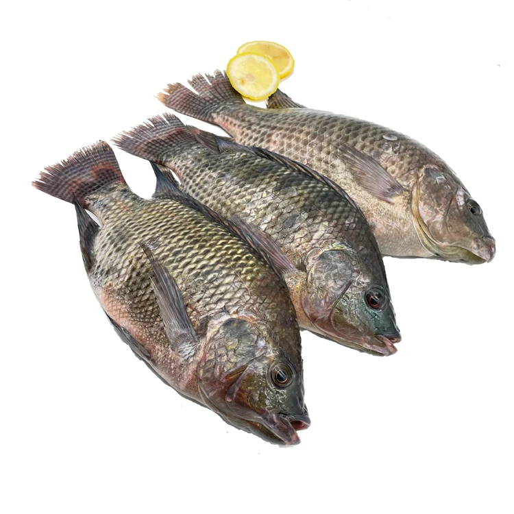 China exporters wholesale price 500-800g fresh frozen tilapia fish