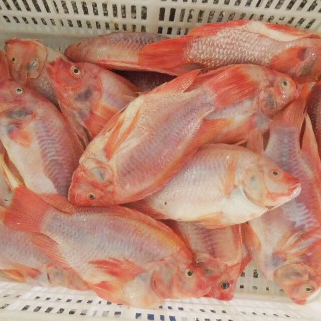 High Quality Frozen Red Tilapia GS to Make Money so Easy