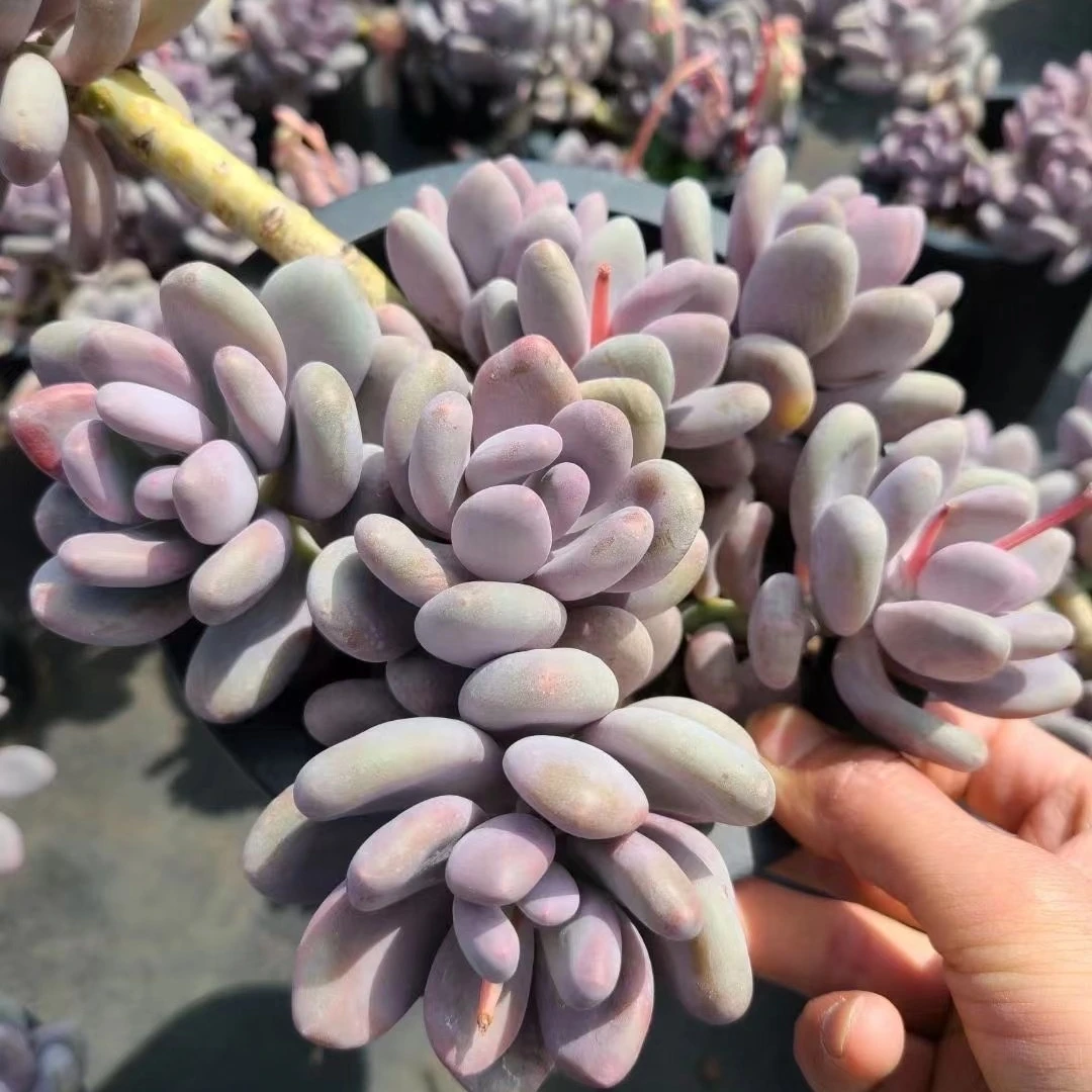 
Wholesale natural plant live succulent Pachyphytum Blue Haze succulent 