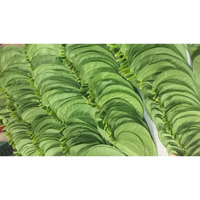 
Fresh Betel Leaf 