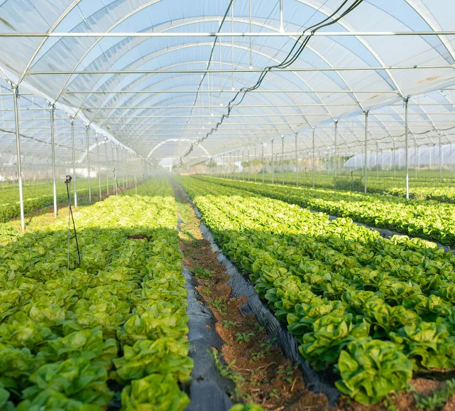 Многопролетная туннельная пленочная теплица для свежих овощей Гидропоника сельскохозяйственный